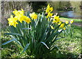 Daffodils next to the canal