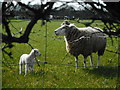 Sheep and lamb, Ryecroft Farm