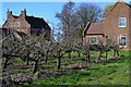 Orchard at Cooling Court Farm