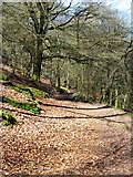 SD9731 : Woodland path in Hebden Dale by Gordon Hatton
