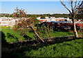 Nearly horizontal tree below Maendy Way, Cwmbran