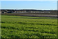 View over field with polytunnel frames