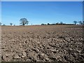 Lone tree in a large field, west of Gorse Farm