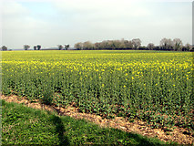 TG1209 : Oilseed rape crop field east of Colton Road by Evelyn Simak