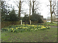 Daffodils outside Offley House