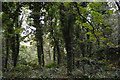 SX8143 : France Wood by N Chadwick