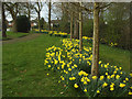 Sandbach Cemetery: daffodils