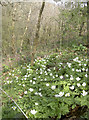 ST6670 : Wood Anemone above the Siston Brook by Neil Owen