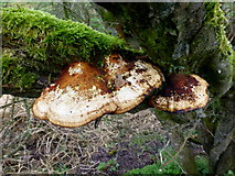 H5371 : Fungus, Bracky by Kenneth  Allen