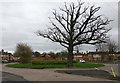 Tree on Bendbow Rise