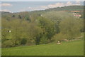 Trees along the River Avon