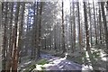 Road, Blackcraig Forest