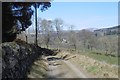 Road on the edge of Blackcraig Forest