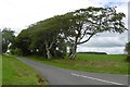 Wind sculpted beeches