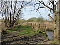 TQ7709 : Filsham Reedbeds - Combe Valley Countryside Park by PAUL FARMER