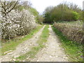 Bridleway with blossom to Rusper Road