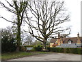 Tree with seat opposite the village PH