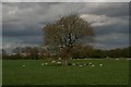 Sheep grazing by Ephams Lane, Immingham