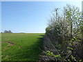 Hedgerow next to Salters Lane