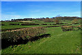 Between Cinque Cliff House and Thirlby Grange