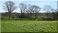 SO6730 : Wild daffodils near Kempley by Philip Halling