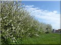 Blossom alongside Thanet Way