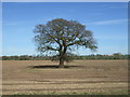 SK0917 : Lone tree in field by JThomas