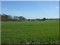 Crop field east of Pipe Wood Lane