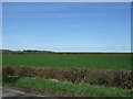 Grassland near Redbank Farm