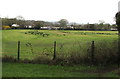 Field on the east side of Thornhill Road, Upper Cwmbran