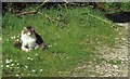 SX1459 : Cat, Couch's Mill by Derek Harper