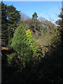 Trees at the top of Peasholm Glen