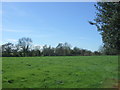 Grazing near Fullbrook Farm, Barton-under-Needwood