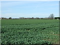 SK1515 : Crop field, Overley by JThomas