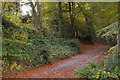 Track into Brownqueen Plantation, Waterlake