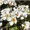 Pear blossom