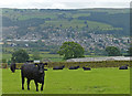 View south across Airedale towards Steeton