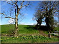 Tree, Beragh