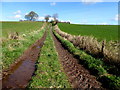 Muddy lane, Donaghanie