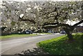 Blossom in Willoughby Waterleys