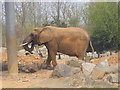 Elephant at Colchester Zoo