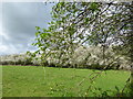 Hawthorn hedgerow near Edenbridge