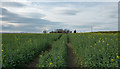 Tractor movement lines through rape field