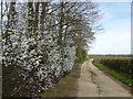 Track to Swan Lane Farm