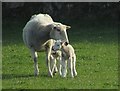 SX7488 : Ewe and lambs near Bowden by Derek Harper