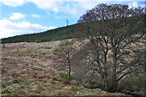 NT3232 : Curly Burn and forest on Dod Hill by Jim Barton