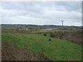 Grazing near Inchwood