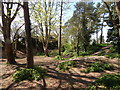 Woodland by playing fields in Kelvedon