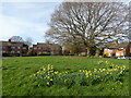 Green alongside Skeynes Road