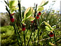 Blaeberry shoots, Aghaboy